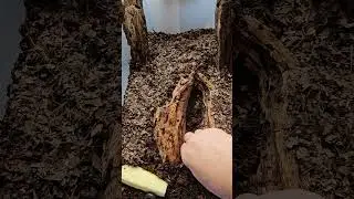 Millipede Set Up Using Vivarium Naturals - Bio Thrive Millipede Substrate.  #isopod #millipede