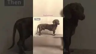How Dog Breeds Have Changed Over Time Part 2🐕