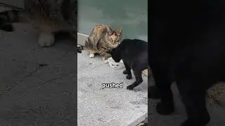 cats' sense of justice