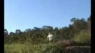 cohen combat films hard tail