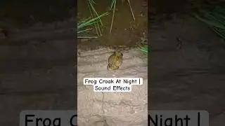 Frog Croak At Night | Sound Effects 🐸
