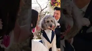Family Dog Wearing a Wedding Tux #shorts #dogshorts