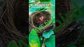 #viral save bird save earth 🌍🌍🕊️🕊️ #birds