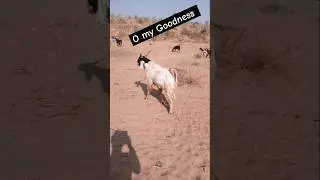 Dangerous Goat on the road #thar_desert #thardesert #animals #desertanimal #goat