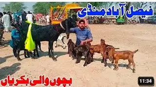 28 January 2026 Bakra Mandi Faisalabad bacchon wali bakriyan a plus quality wale zafar Bakra TV 