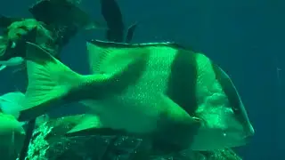 センネンダイ　Emperor red snapper　Lutjanus sebae
