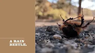 A Rain Beetle (Idyllwild, CA)