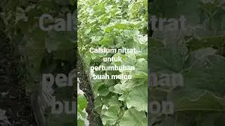 Penyemprotan calcium nitrat untuk buah melon #tanammelon