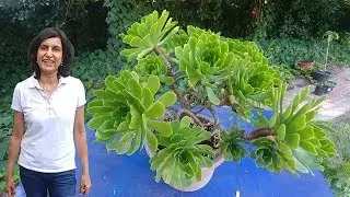 Fixing a Common Aeonium (succulent) problem (with updates)