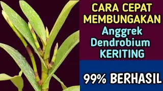 CARA CEPAT Membungakan Anggrek DENDROBIUM KERITING