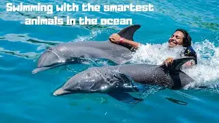 Swimming with Dolphins in Punta Cana Dominican Republic 🐬 | Tropicland Travel