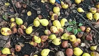 Новополучен сорт Круша и важни аспекти!