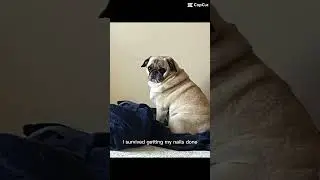 We are so proud of Pippa 😆 #pug #nails #dramatic #funny #fyp #pet #Pippa #parody
