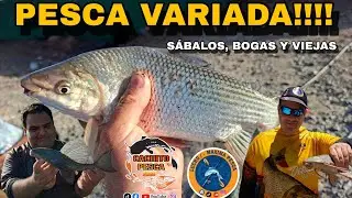 👉 EXPLOT&Oacute; EL MURALL&Oacute;N DE PUNTA LARA 🎣 S&Aacute;BALOS, BOGAS Y VIEJAS DE AGUA