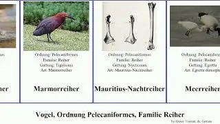 Vogel, Ordnung Pelecaniformes, Familie Reiher bird rufescens Kuhreiher Zickzackreiher Ardea