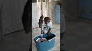 abu monkey cleaning the house