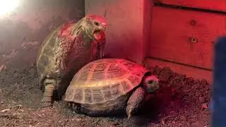 How does a tortoise mate