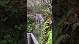 Enjoy a Unique Florida Wonder! The Highest Waterfall in Florida at Falling Waters State Park