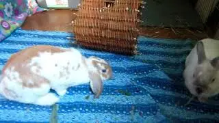 Bonding Pen with food