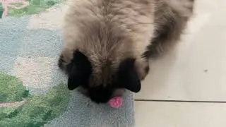 Guys this is my cat GOBBLING a cat food spoon.