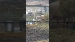 Still rejected - We've got another bottle lamb