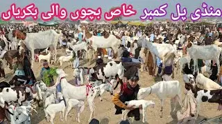  پل قمبر منڈی میں ہر نسل کی بچوں والی بکریاں | خاص سستے ریٹس پر دستیاب ہیں 🐐منڈی ڈاؤن بیوپاری پریشان