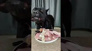 #dog lover mamba and brawny #dogs eat  8