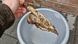 How to boil, bleach and trophy mount deer skull