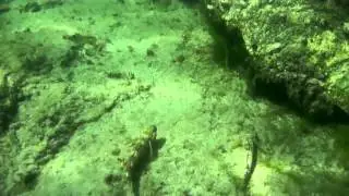 Gobius cobitis