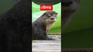 ভোঁদড়! দুর্দান্ত সাঁতারু। River otters documentary #riverotter