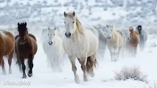 Самая красивая музыка, можно слушать бесконечно Сергей Грищук! Трогательная музыка для души #3