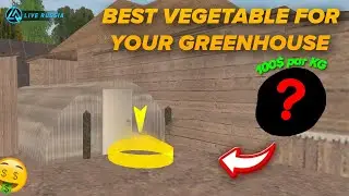 BEST VEGETABLE FOR YOUR GREENHOUSE in LIVE RUSSIA MOBILE || most profitable vegetable 🍆 HINDI !!