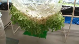 Growing Plants on Thin Films #DigInfo