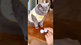 不要挑戰我的專業  #cat #貓咪日常 #cute