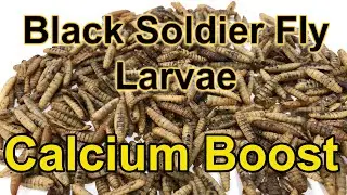 Black Soldier Fly Larvae - Calcium Boost