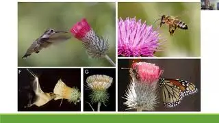 Thistle be a mess: Untangling some of Utah's thistle taxonomy.