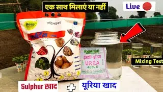 Sulphur fertilizer + urea fertilizer | mixing test Experiment | agriculture technology