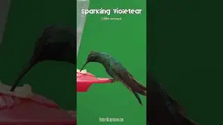 🦜 Hummingbird Slowmo Motion - Sparkling violetear  🦜