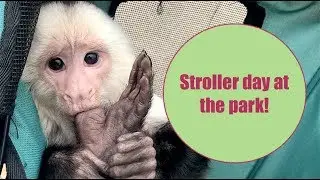 Capuchin Monkey Enjoying Stroller Ride