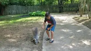 Cam Sav Kangaroo Nashville Zoo 2017