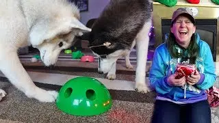 Husky Gets Cat Toy For Christmas