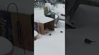 #birds #cuteanimal #snow #storm #massachusetts #squirrel