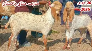 Madrasa Mandi Market Fresh Rate|Top Quality|Pure Makhi Cheene Breeder Bacche|Or 2026 ki Qurbani wale