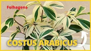 COSTUS ARABICUS VARIEGATA |  Uma planta de folhagens lindas! Como cultivá-la e fazer mudas 🪴🍂