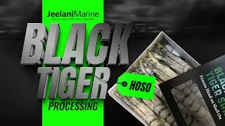 Black Tiger Shrimp Processing (HOSO) | Seafood Export by Jeelani Marine