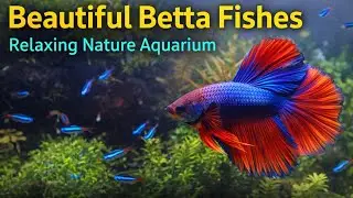 Beautiful Beta Variety Fishes 