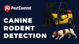 Fast Rodent Control with Detection Dogs