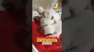 rajapalayam puppy#rajapalayam dog#rajapalayam native dog breed kennel
