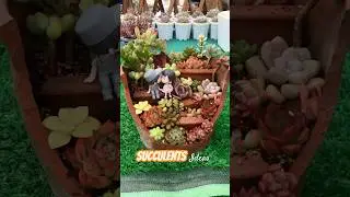 I Tried Recycling Broken Pot Into Succulent Planter