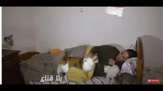 bila kinaaملكة القطط بعد شهرتها يهاجمها الجيران إقتحموا منزلي شردوا قططي ونكلوا بي فقدت أغلى ماعندي